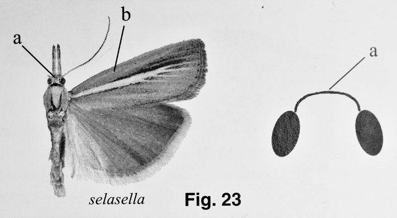 Crambidae da ID - Agriphila cfr. tristella